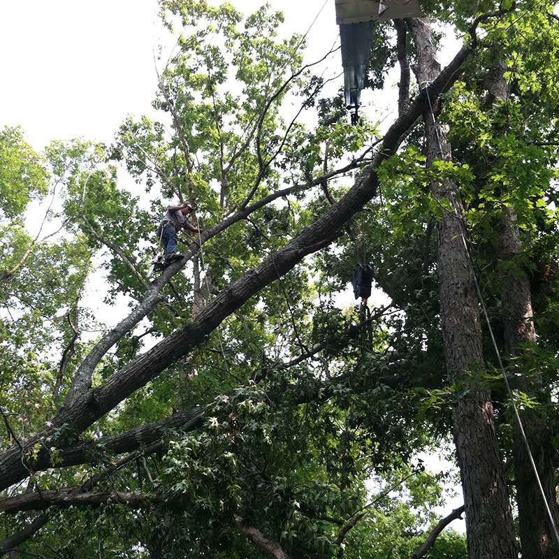 Houston Tree Service