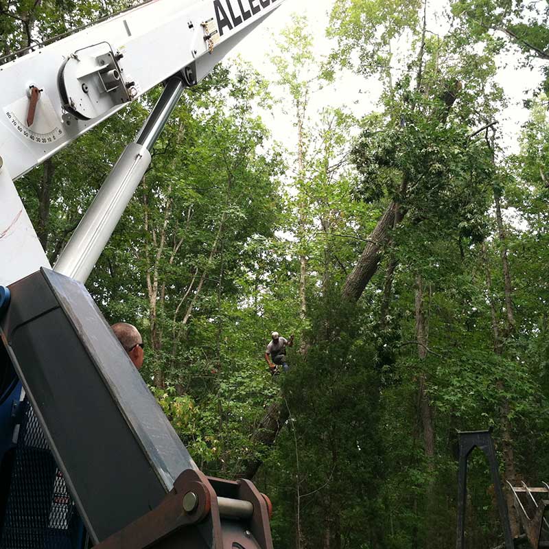 Houston Tree Service