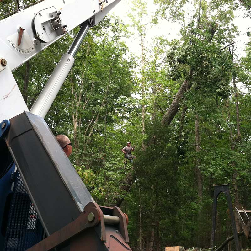 Tree Trimming Service