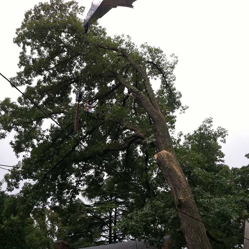 Tree Trimming Service