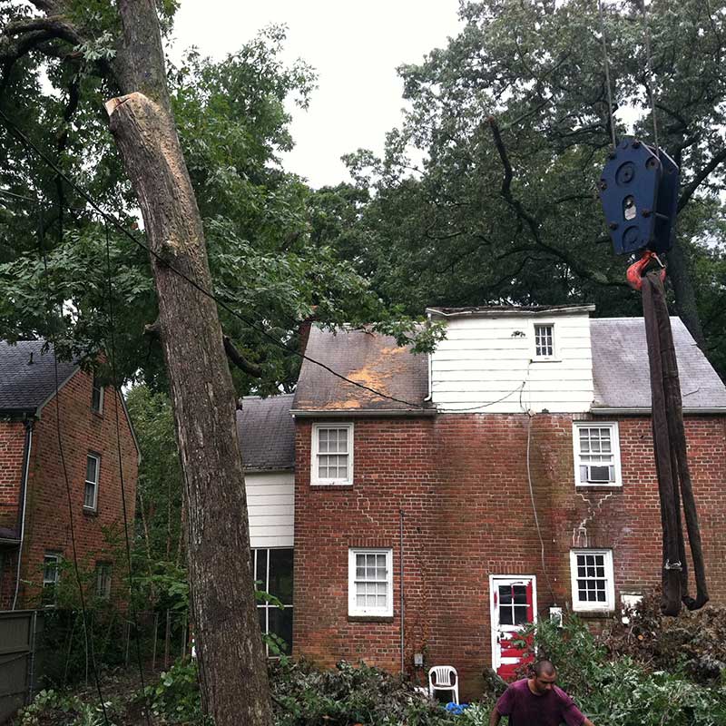 Houston Tree Service