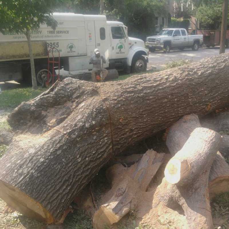 Tree Trimming Service