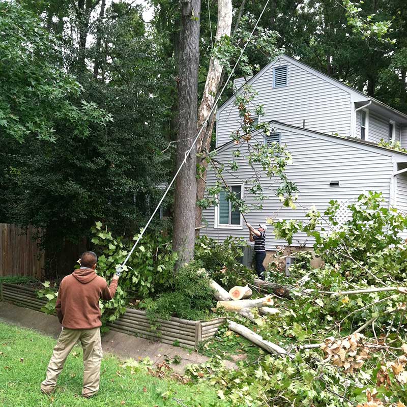 Houston Tree Service