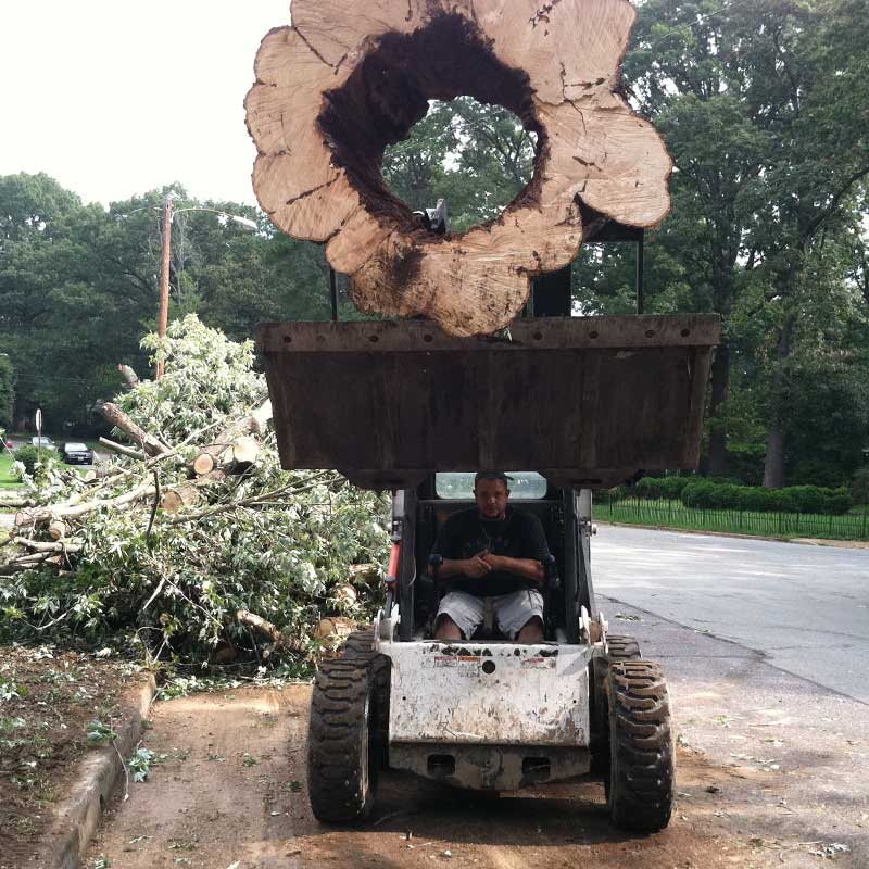 Tree Trimming Service
