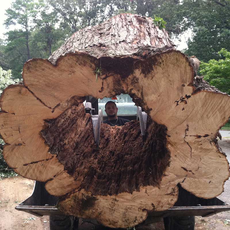 Tree Trimming Service