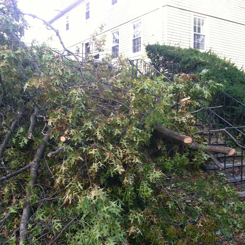 Tree Trimming Service