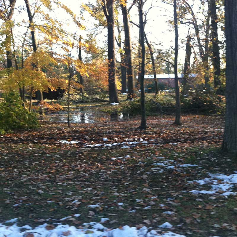 Houston Tree Service