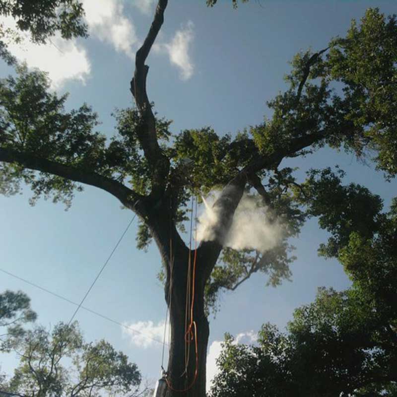 Tree Trimming Service