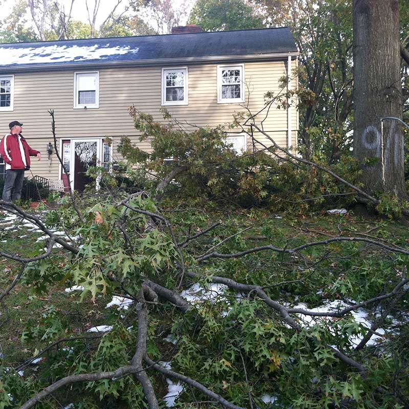 Tree Trimming Service