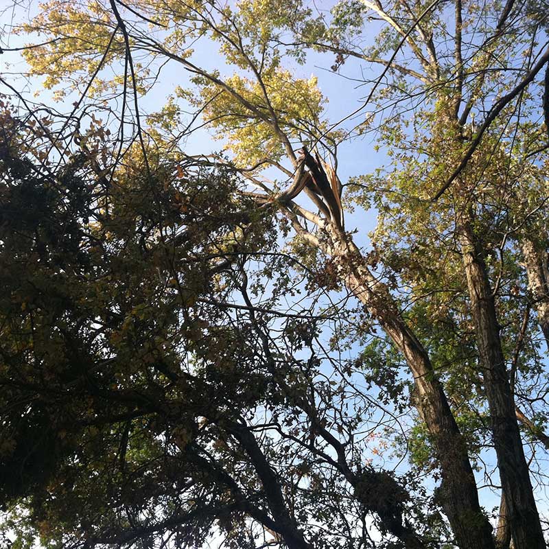 Tree Trimming Service