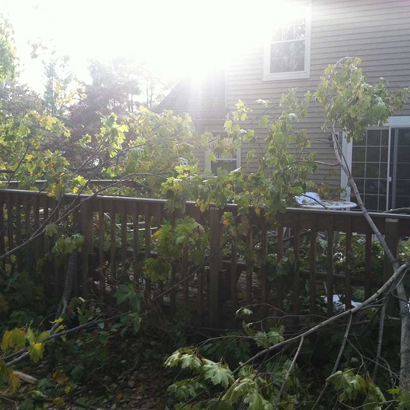 Houston Tree Service