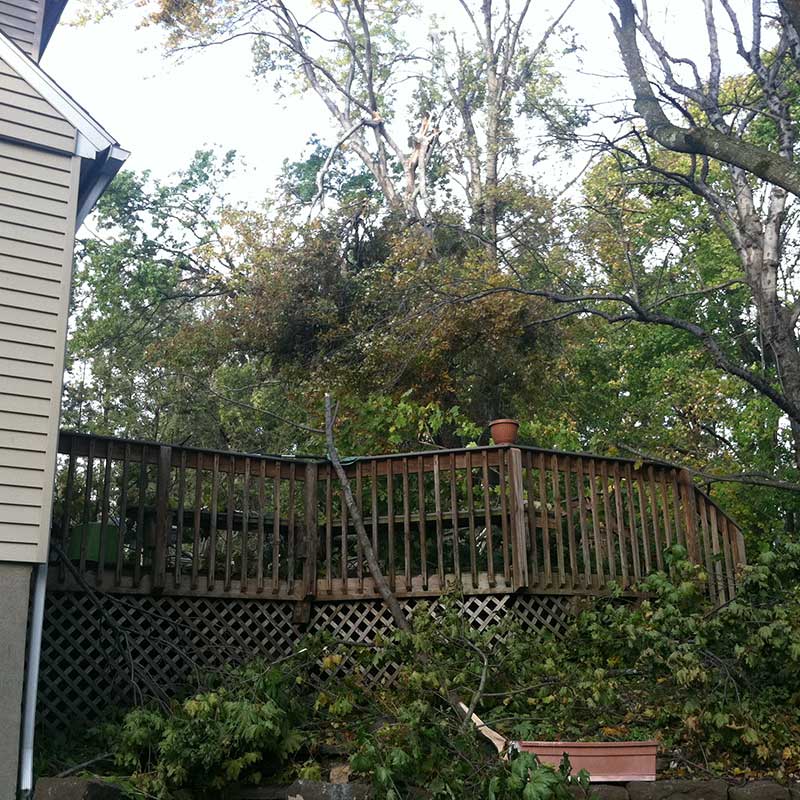 Tree Trimming Service