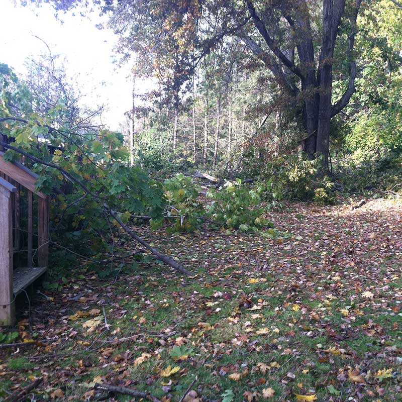 Houston Tree Service