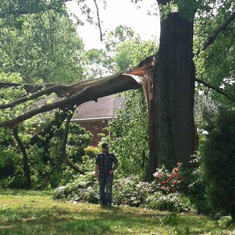 Tree Trimming Service