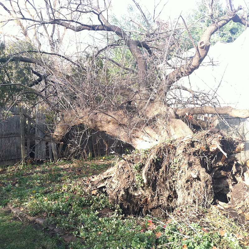 Houston Tree Service