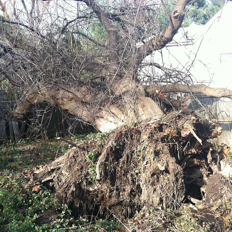 STORM DAMAGE CLEANUP