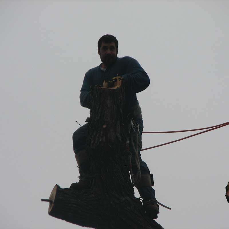 Tree Trimming Service