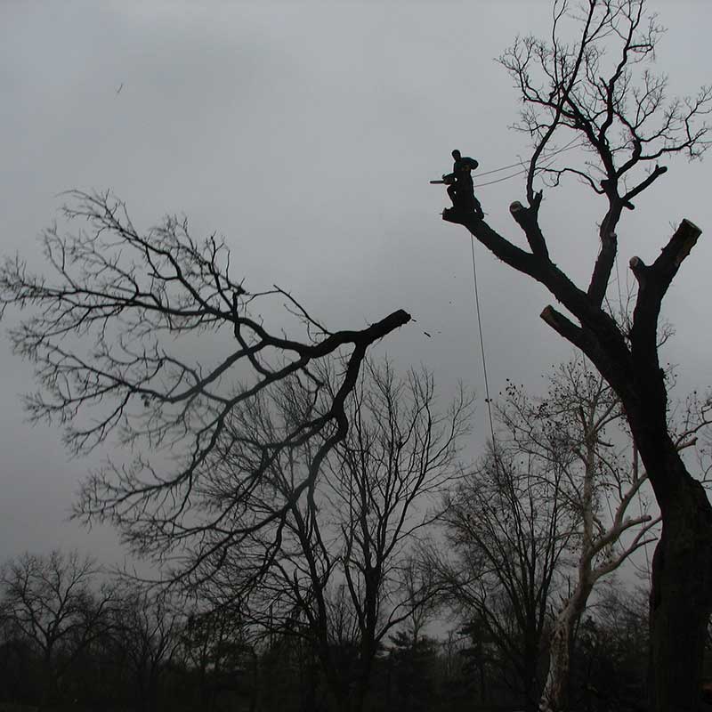 Houston Tree Service