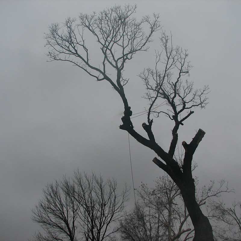 Tree Trimming Service