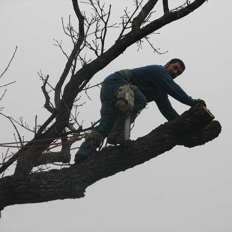 Houston Tree Service