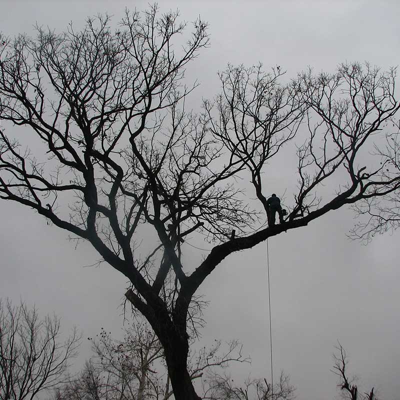 Tree Trimming Service