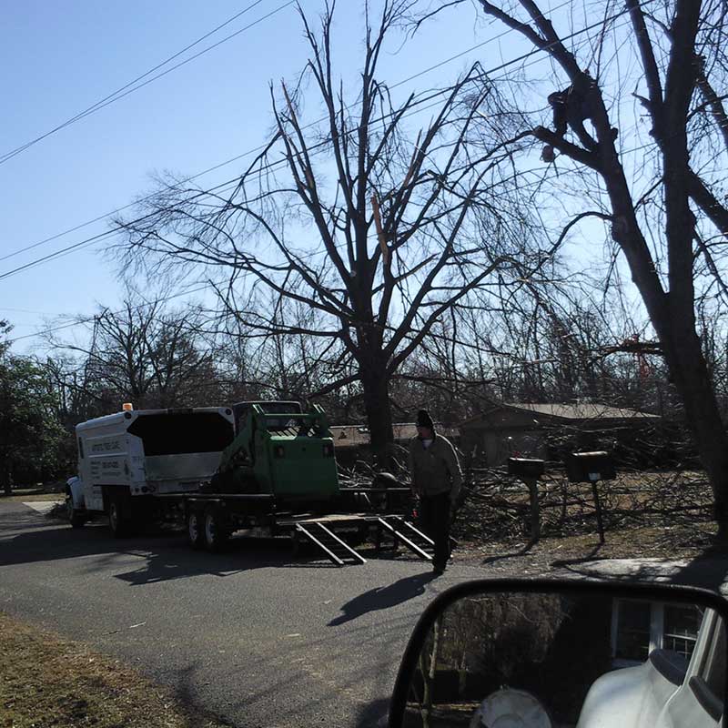 Houston Tree Service