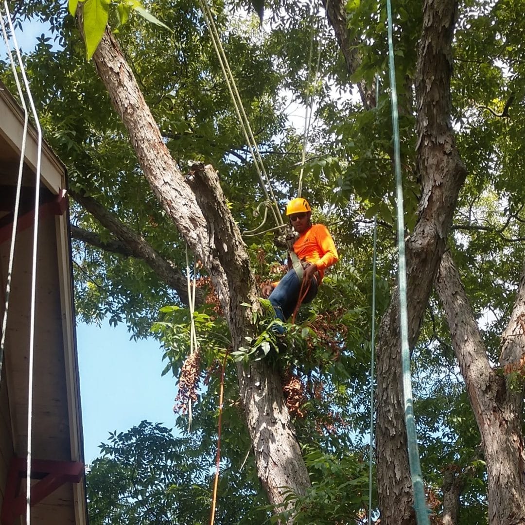 tree removal rig and tackle e1572561255781