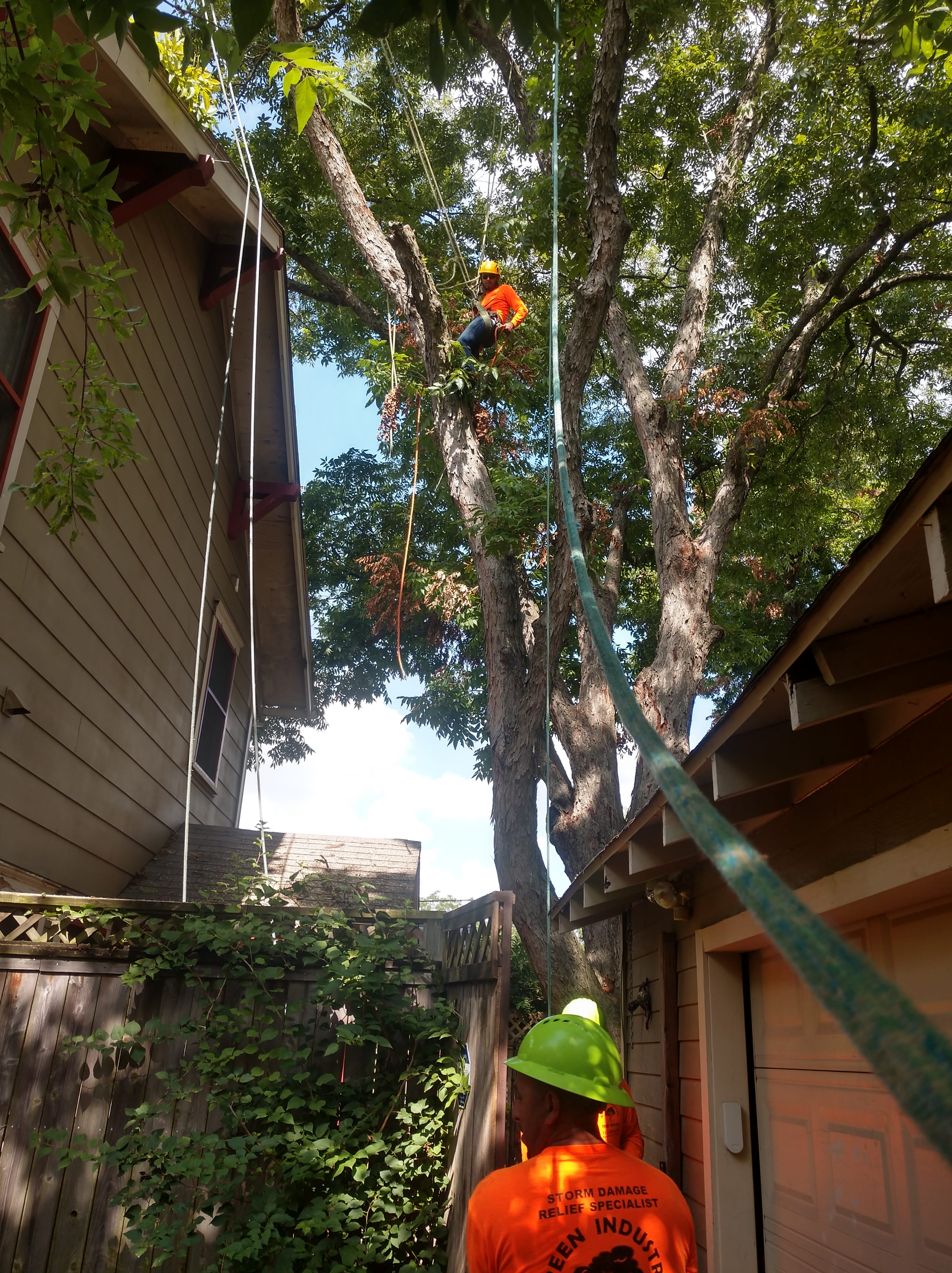 RESIDENTIAL TREE REMOVAL SERVICES 2 IMG 20190801 101511058 HDR